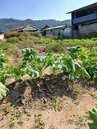 귤21231님의 자유주제 · 자유게시판 작성글 사진