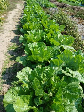 귤21231님의 자유주제 · 자유게시판 작성글 사진