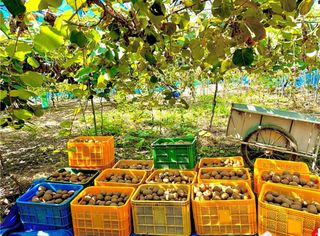 농부손녀님의 자유주제 · 자유게시판 작성글 사진