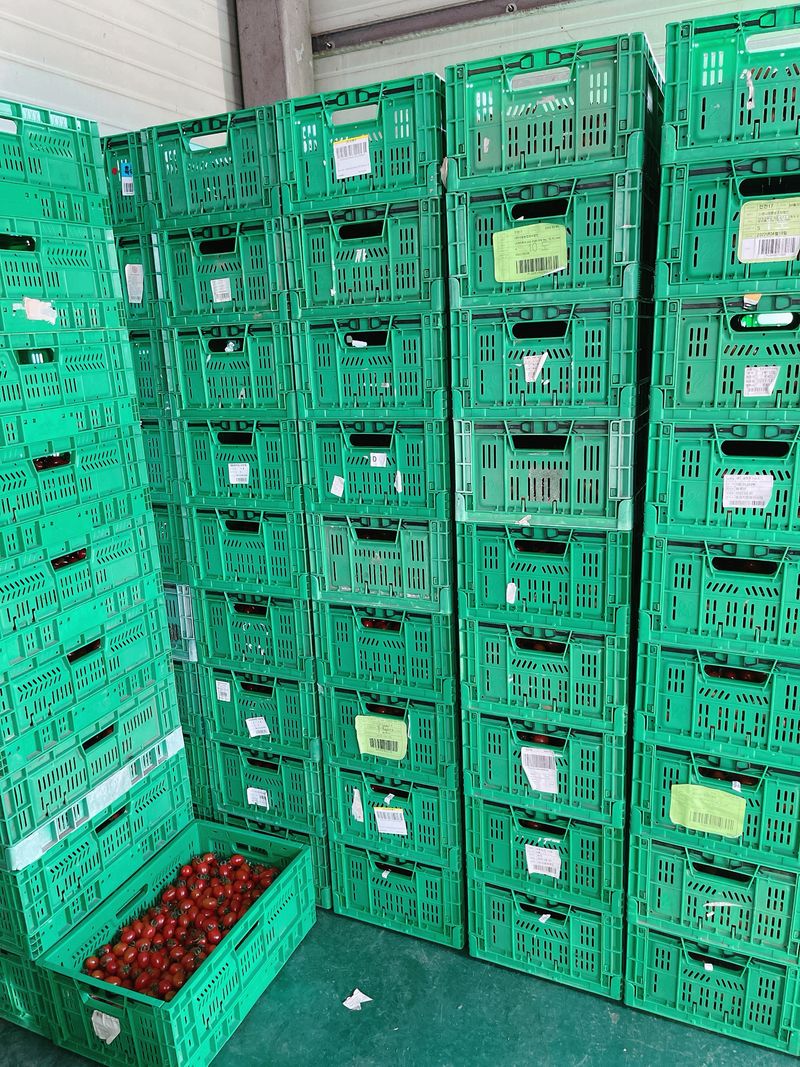 김대민님의 장터 판매 상품 [대추방울토마토 3kg] 첨부 사진