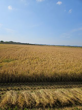 땅끝해남님의 벼 · 영농일지 작성글 사진