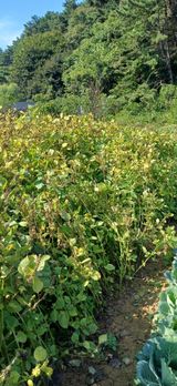 팜모닝 들깨·영농일지 게시글 이미지