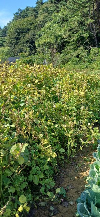 이강재님의 들깨 · 영농일지 작성글 사진