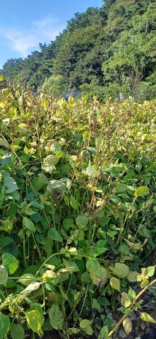 이강재님의 들깨 · 영농일지 작성글 사진