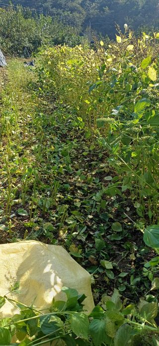 이강재님의 들깨 · 영농일지 작성글 사진