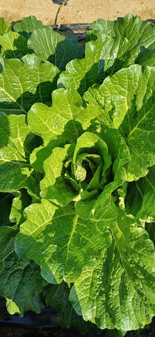 이강재님의 들깨 · 영농일지 작성글 사진