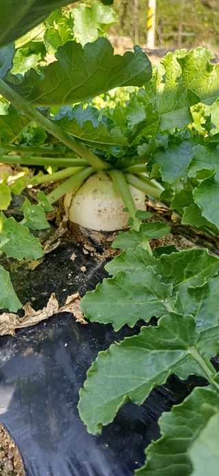 이강재님의 들깨 · 영농일지 작성글 사진