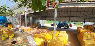 한상숙님의 고구마 · 영농일지 작성글 사진