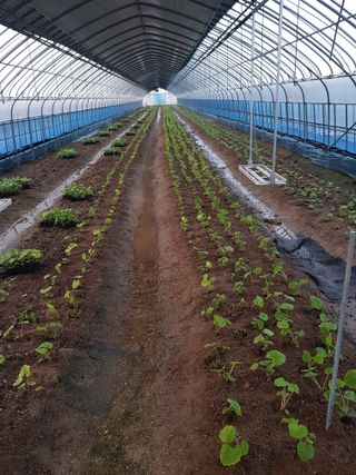 정의준님의 기타작물 · 영농일지 작성글 사진