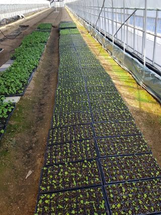 정의준님의 기타작물 · 영농일지 작성글 사진