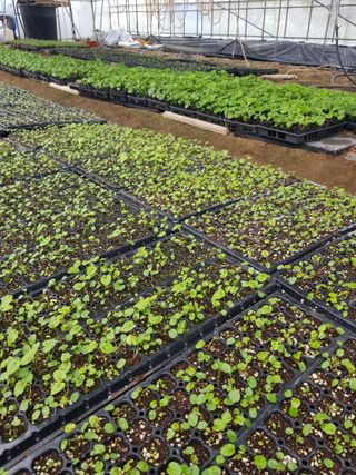 정의준님의 기타작물 · 영농일지 작성글 사진