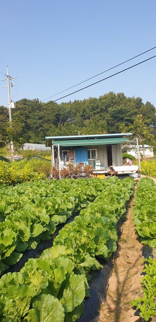 Kns4324님의 배추 · 영농일지 작성글 사진