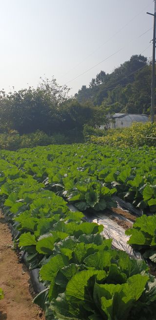 Kns4324님의 배추 · 영농일지 작성글 사진