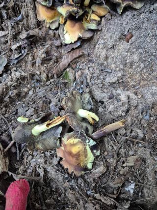 블루베리17899님의 자유주제 · 자유게시판 작성글 사진