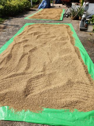 호산님의 벼 · 영농일지 작성글 사진