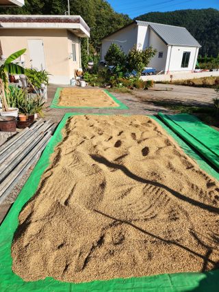 호산님의 벼 · 영농일지 작성글 사진