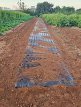 팜모닝 마늘·영농일지 게시글 이미지