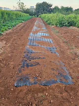 하늘을보고님의 마늘 · 영농일지 작성글 사진