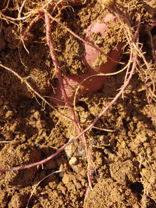 _고성농장님의 자유주제 · 자유게시판 작성글 사진