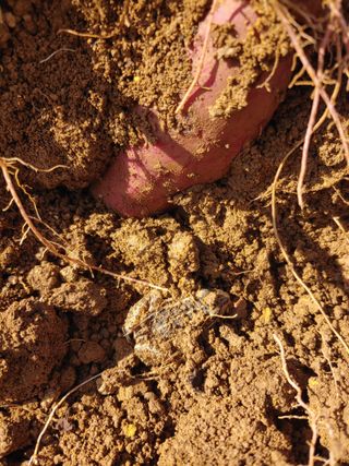 _고성농장님의 자유주제 · 자유게시판 작성글 사진