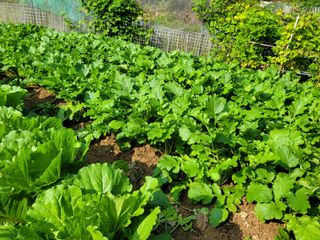 농녀님의 기타작물 · 영농일지 작성글 사진