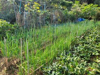 농녀님의 기타작물 · 영농일지 작성글 사진