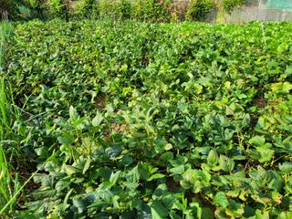 농녀님의 기타작물 · 영농일지 작성글 사진