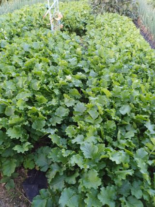 이름장인순님의 자유주제 · 자유게시판 작성글 사진