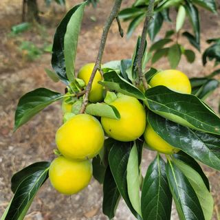 곶감님의 감 · 영농일지 작성글 사진