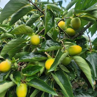 곶감님의 감 · 영농일지 작성글 사진