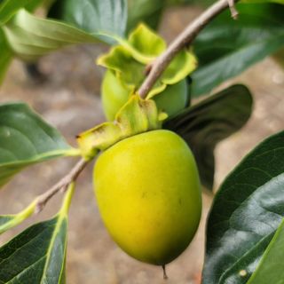 곶감님의 감 · 영농일지 작성글 사진