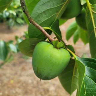 곶감님의 감 · 영농일지 작성글 사진