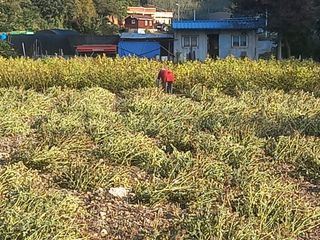 봉골농장님의 자유주제 · 자유게시판 작성글 사진