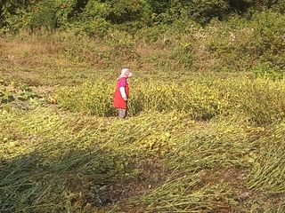 봉골농장님의 자유주제 · 자유게시판 작성글 사진