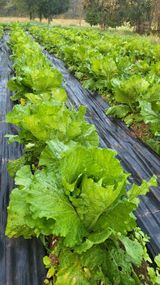 팜모닝 자유주제·자유게시판 게시글 이미지