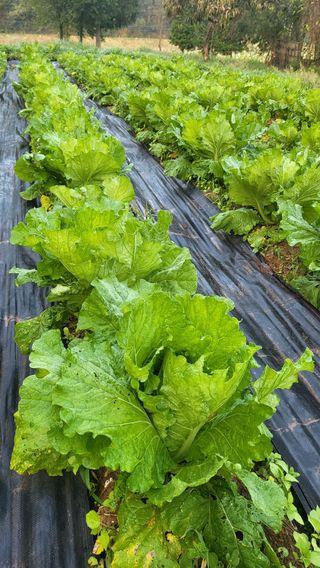 귀향인님의 자유주제 · 자유게시판 작성글 사진