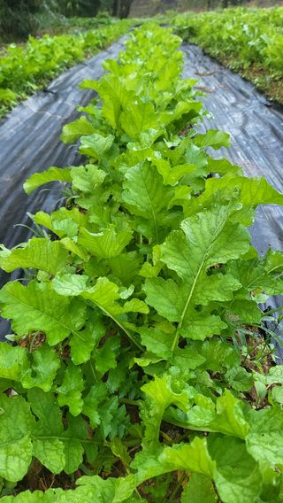 귀향인님의 자유주제 · 자유게시판 작성글 사진