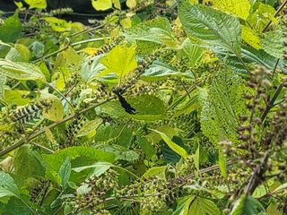 이철희님의 [팜춘문예] 짧은 시 쓰기| 2024 · 참여글 작성글 사진