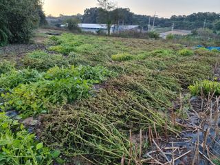 권병☆님의 들깨 · 영농일지 작성글 사진