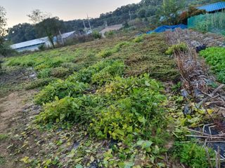 권병☆님의 들깨 · 영농일지 작성글 사진