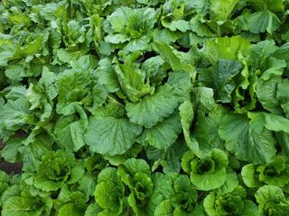 박순례님의 [팜춘문예] 짧은 시 쓰기| 2024 · 참여글 작성글 사진