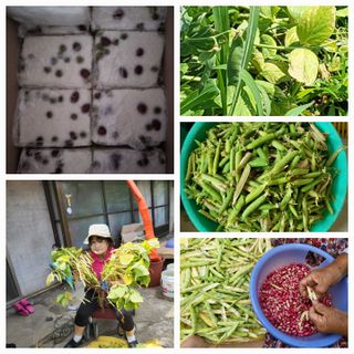 박순례님의 [팜춘문예] 짧은 시 쓰기| 2024 · 참여글 작성글 사진