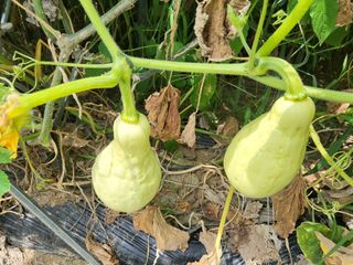 박순례님의 [팜춘문예] 짧은 시 쓰기| 2024 · 참여글 작성글 사진