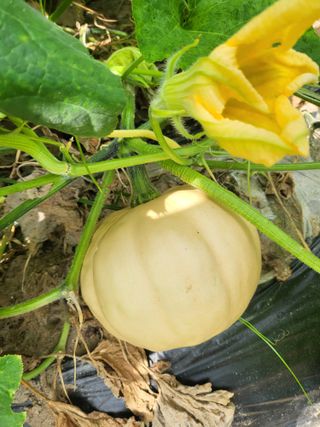 박순례님의 [팜춘문예] 짧은 시 쓰기| 2024 · 참여글 작성글 사진