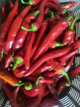 박순례님의 [팜춘문예] 짧은 시 쓰기| 2024 · 참여글 작성글 사진