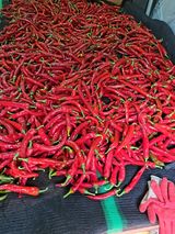 팜모닝 고추·영농일지 게시글 이미지