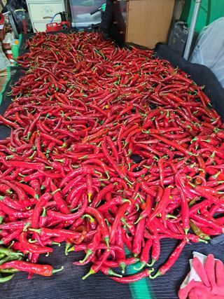 권찬훈님의 고추 · 영농일지 작성글 사진