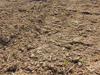 (주)연리지윤태금님의 기타작물 · 영농일지 작성글 사진