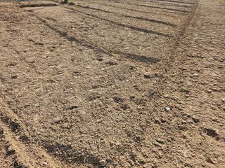 (주)연리지윤태금님의 기타작물 · 영농일지 작성글 사진