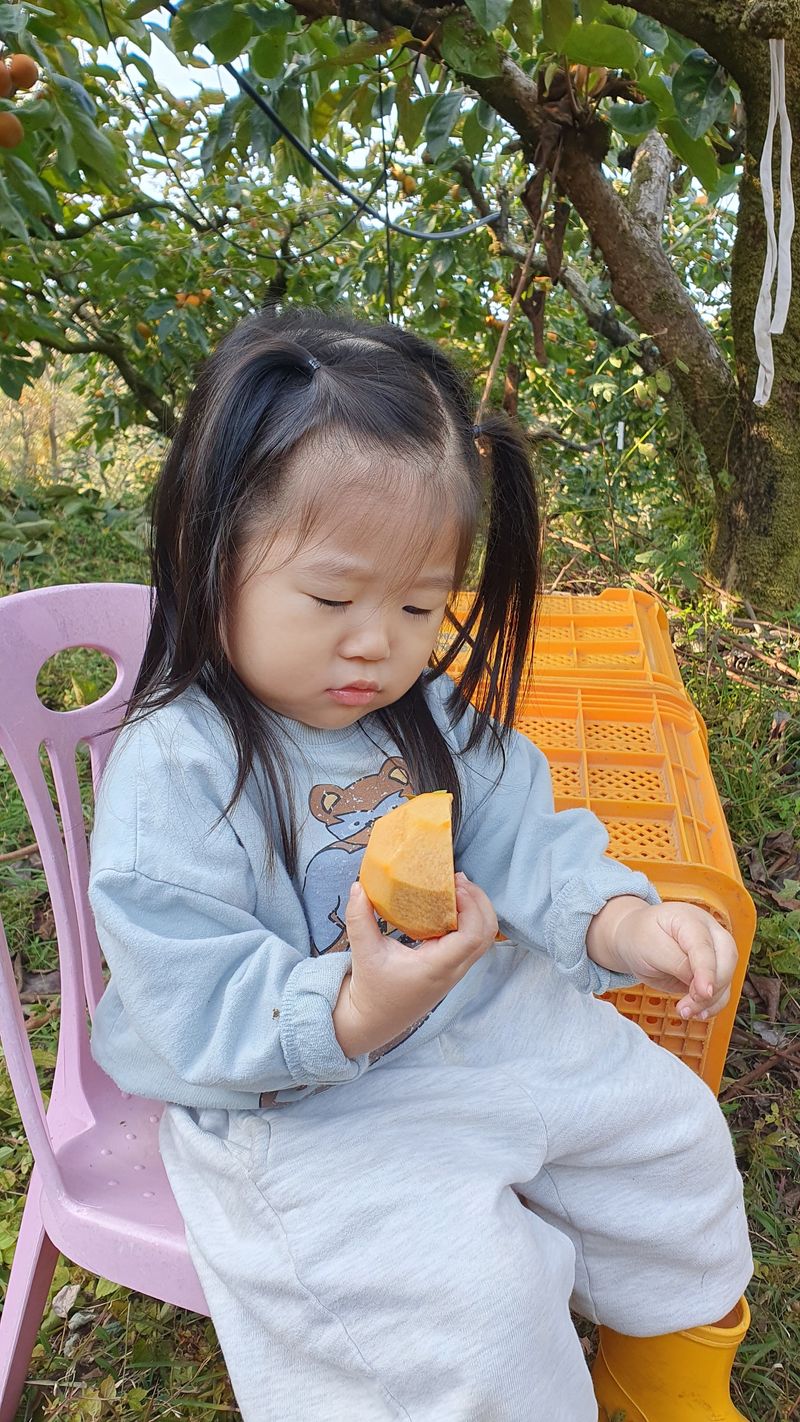 김성욱님의 장터 판매 상품 [꿀당도 제철 부유단감 5kg, 10kg(산지직송/무료배송)] 첨부 사진